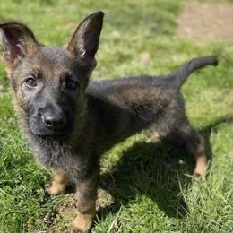 German Shepherd All Grown Up from Z Tykev Vino LLC