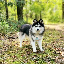 Falco - Pomsky