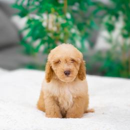 Bobble - Apricot male Goldendoodle puppy in Fort Myers, Florida from Corgis & Doodles