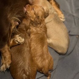 Red male - Red male Dachshund puppy in Ironton, Missouri from Kalua's Doxies