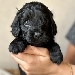 Boy 1 - Cavapoo puppy from Carolina Doodles & Co.