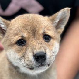 Michelle - Red Shiba Inu puppy in Ewing Township, New Jersey from NJ Shiba Baby