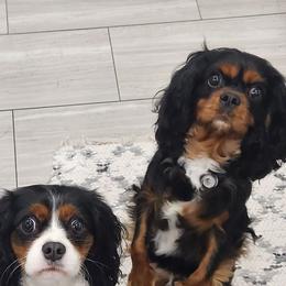 Cavalier King Charles Spaniels from Pemberley Park