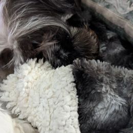 Shih Tzu Puppies from We Shih Tzu Not!