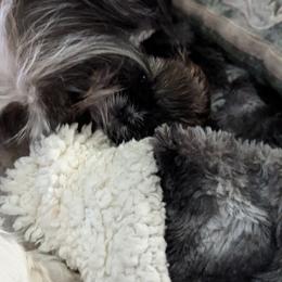 Shih Tzu Puppies from We Shih Tzu Not!