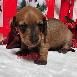 Aspen - Red female Dachshund puppy in Blair, Oklahoma from North Fork Doxies-Okla
