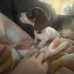 Dachshund Puppies from Treasure Valley Dachshunds