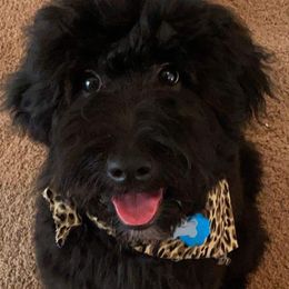 Goldendoodle Puppies from Baby Bell Doodles