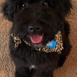 Goldendoodle Puppies from Baby Bell Doodles