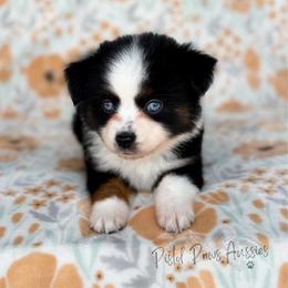 Hulk - Black tri male Toy Australian Shepherd puppy in Liberty Hill, Texas from Pistol Paws Aussies
