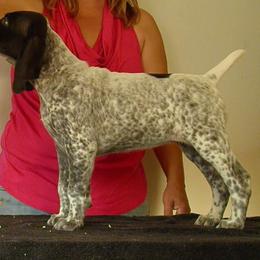 German Shorthaired Pointer Puppies from Redrock German Shorthaired Pointers
