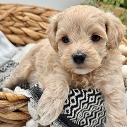 Blue collared male - Apricot male Maltipoo puppy in Marshallville, Ohio from Grassy Meadow Pups