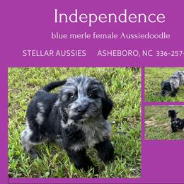 Independence - Blue merle female Aussiedoodle puppy in Asheboro, North Carolina from Stellar Aussies