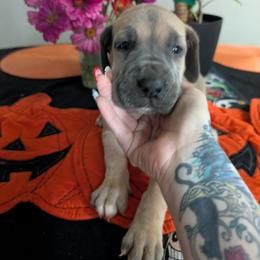 Olive - Fawn female Great Dane puppy in Pollock, Louisiana from Danes Done Right