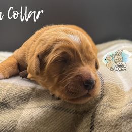 Brown Collar - Dark golden male Golden Retriever puppy in Cheyenne, Wyoming from Golden Badger Kennels