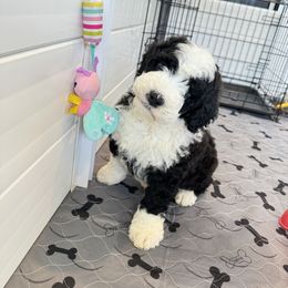 Portuguese Water Dog Puppies from Cornerstones Porties