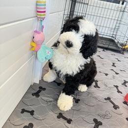 Portuguese Water Dog Puppies from Cornerstones Porties