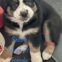 Australian Shepherd Puppies from Bedtime Story Australian Shepherds