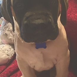 Mastiff Puppies from Eagle Pond Mastiffs