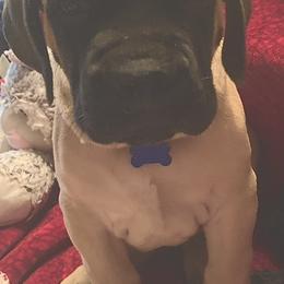 Mastiff Puppies from Eagle Pond Mastiffs