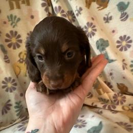 Light Blue- Ahsoka - Chocolate and tan female Dachshund puppy in Waukegan, Illinois from Rolling and Howling Basset Hounds and Dachshunds