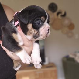 Pink Collar - Black tri-color female Bulldog puppy in Lake Stevens, Washington from Washington Bulldogs