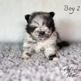Boy 2 - Blue merle male Pomeranian puppy in Fort Jones, California from High Rocking Pom Poms