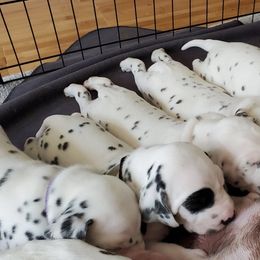 Dalmatians from LilRue Dalmatians