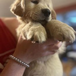 Golden Retriever and Labrador Retriever Puppies from Storm Chasers Retrievers