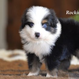 BTM 1 - Black tri male Toy Australian Shepherd puppy in Russellville, Arkansas from Rockin H Aussies