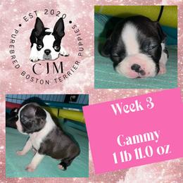 Cammy - Black and white female Boston Terrier puppy in Jupiter, Florida from CJM Boston and Boxer Puppies