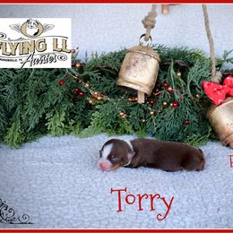Torry - Red tri female Miniature Australian Shepherd puppy in Madisonville, Texas from Flying LL Aussies