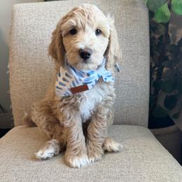 Maverick - Cream male Goldendoodle puppy in Eagle Mountian, Utah from The Puppy Family