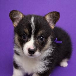 Purple collar - Black and tan female Pembroke Welsh Corgi puppy in Poulsbo, Washington from Central Valley kennel