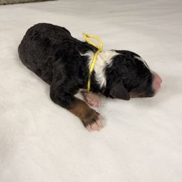 Snickers - Tri-color female Bernedoodle puppy in Luana, Iowa from Country View Bernedoodles and Goldendoodles