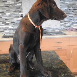 Orange - Liver female Flat-Coated Retriever puppy in Kaanapali, Hawaii from Kaia Golden Flat Coat