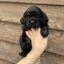 Pepper - Black white and tan male Cocker Spaniel puppy in Lake, Mississippi from MGs Cockers