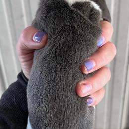 Girl 2 - Blue - Marnies Litter - Blue tan and white female Basset Hound puppy in Noblesville, Indiana from Russell Bassets