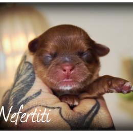 Nefertiti - Red female Shih Tzu puppy in Warren, Michigan from Devil Dogs Shih Tzu's