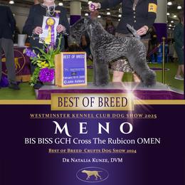 Kerry Blue Terrier All Grown Up from Cross the Rubicon