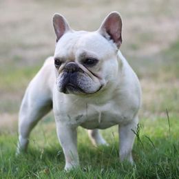 Tito - French Bulldog