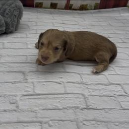 Chocolate Based Cream Longhair Male (green collar) - Cream male Dachshund puppy in Killeen, Texas from Southern Dachshunds