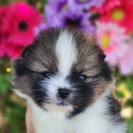 Nirvana - Tri-colored female Pomeranian puppy in Sacramento, California from Melodyland's Beautiful Pomeranians