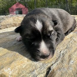 Tiller - Agouti and white female Siberian Husky puppy in York, Maine from Maine Coast Huskies