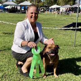Fritter - Staffordshire Bull Terrier