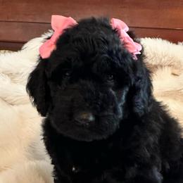 Peach - Black female Goldendoodle puppy in Greensboro, Georgia from B’s Doodles