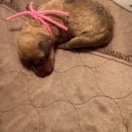 Light pink Girl - Deadgrass female Chesapeake Bay Retriever puppy in Houston, Texas from Monarch Chesapeakes