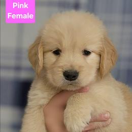 Promise Pink Female - Golden female Golden Retriever puppy in Wauseon, Ohio from Golden Sunrise Retrievers