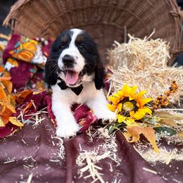 Hart - Black white and tan male English Springer Spaniel puppy in Cookeville, Tennessee from Krossroads Kennel