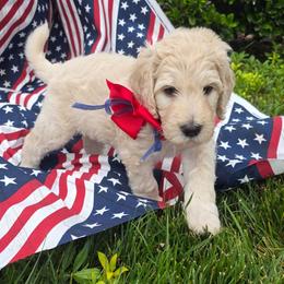 Gunner - Cream male Goldendoodle puppy in Summerfield, North Carolina from Lila's Teddybear Goldendoodles